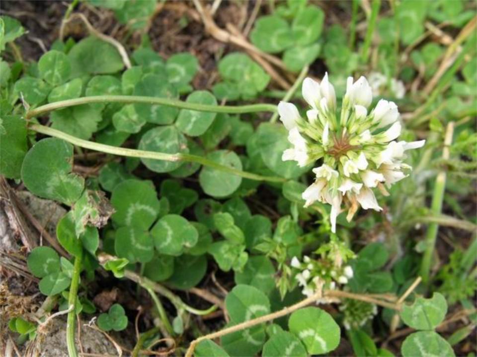 Trifolium repens